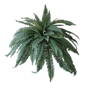 Boston Fern 76cm