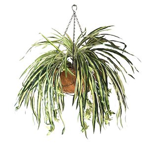 Double Spider Plant 50cm Hanging Basket