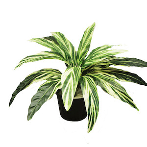 Plant, garden: Double Dracena Bush Variegated 54cm Potted