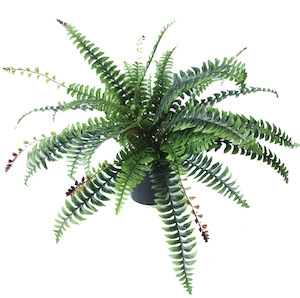 Boston Fern 73cm Potted