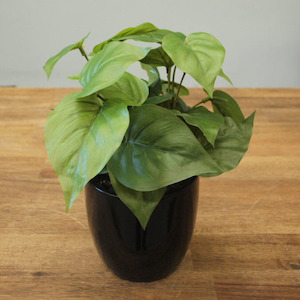 Plant, garden: Philo Plant Complete In Fibreglass Pot 25cm