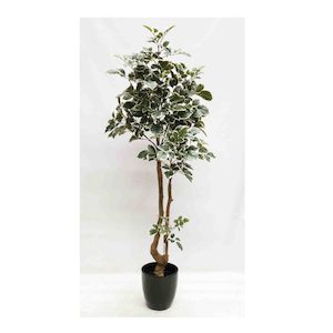 Beech Leaf Tree Variegated 1.8m with Fibreglass Pot Black