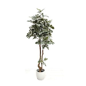 Beech Leaf Tree Variegated 1.8m with Fibreglass Pot White