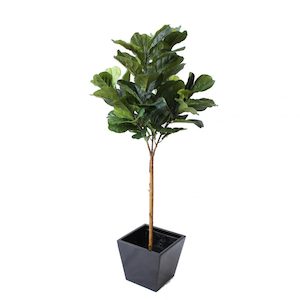 Fiddle Leaf Fig Tree 1.5m In Fibreglass Pot