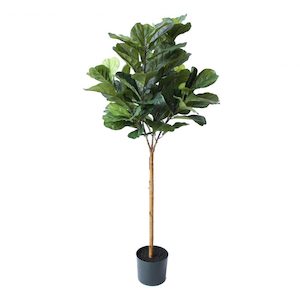 Fiddle Leaf Fig Tree 1.5m