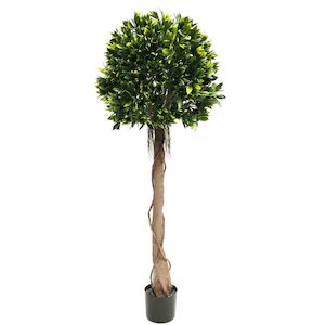 Plant, garden: Bayleaf Topiary Tree 1.5m UV Stabilised