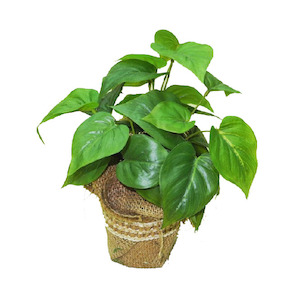 Plant, garden: Philo Plant Potted 25cm