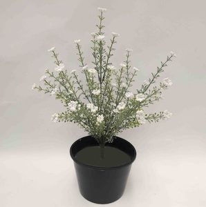 Plant, garden: Baby’s Breath Bush 35cm with White Flowers Potted