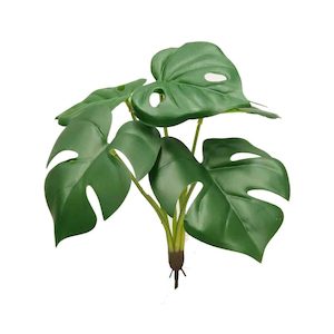 26cm Monstera Bush (No Pot)