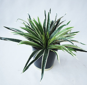 Dracena Bush Green White 47cm (no Pot)