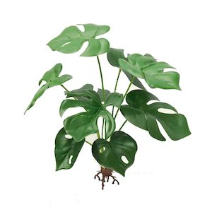 40cm Monstera Bush (No Pot)