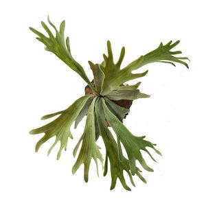 Plant, garden: Staghorn Plant 38cm