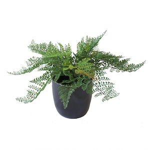 Ruffle Fern 45cm Complete With Fibreglass Pots