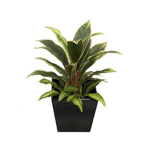 Dracena Varigated Plant 60cm With Decorative Fibreglass Pot