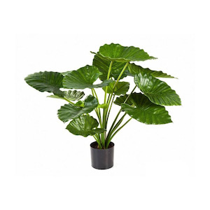 Plant, garden: Alocasia Plant 95cm