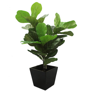 Fiddle Leaf Fig Tree 1m With Fiberglass Pot