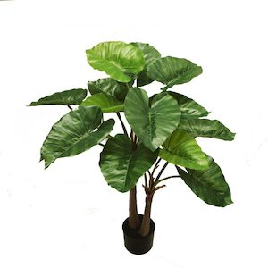 Plant, garden: Alocasia Plant 100cm