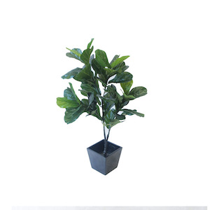 Fiddle Leaf Fig Tree 1.2m With Fiberglass Pot