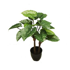 Alocasia Plant 100cm With Fibreglass Pot