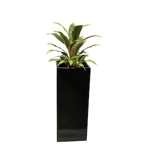 Dracena Varigated Plant 1.1m With Fibreglass Pot