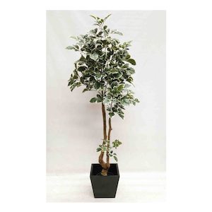 Beech Leaf Tree Variegated 1.8m with Fibreglass Pot Black