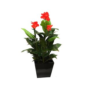 Canna Plant 1.2m With Fibreglass Pot