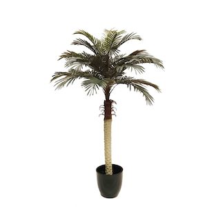 Phoenix Palm Tree UV Stabilised 1.8m with Fiberglass Pot