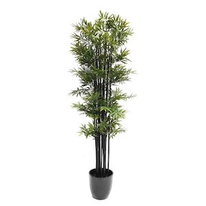 Japanese Bamboo 1.8m UV Stabilised Black with Fibreglass Pot (Black)