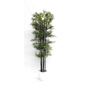 Japanese Bamboo 1.8m UV Stabilised Black with Fibreglass Pot (White)