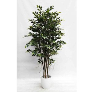 Mini Ficus Tree 220cm with Fibreglass Pot White