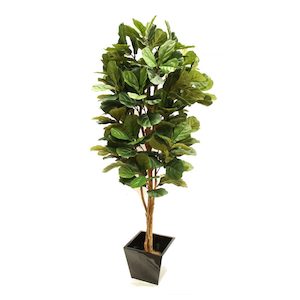 Fiddle Leaf Fig Tree 2m With Fibreglass Pot