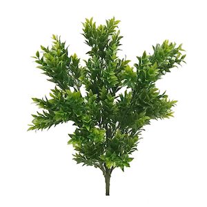 Plant, garden: Tea Leaf Bush 40cm UV Stabilised