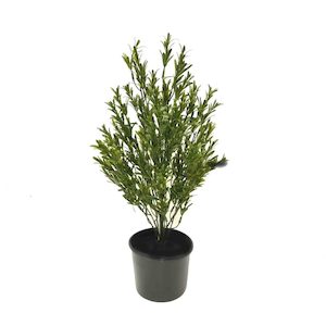 Rosemary Bush 60cm UV Stabilised Potted