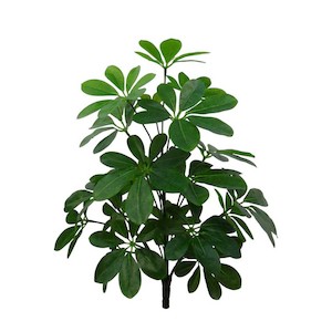 Plant, garden: Schefflera Bush with Real Touch & UV Stabilised Leaves 50cm