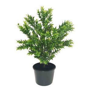 Tea Leaf Bush 40cm UV Stabilised Potted