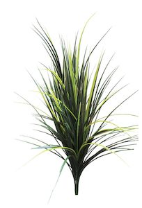 Plant, garden: Grass Bush 80cm