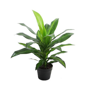 Dracaena Bush 60cm Potted