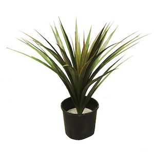 Plant, garden: Yucca Plant 70cm Potted Uv Stabilised