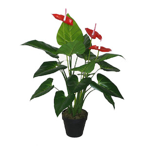 Plant, garden: Anthrium Plant 80cm