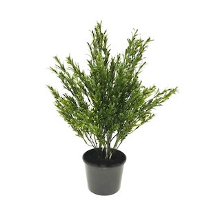 Double Rosemary Bush 60cm UV Stabilised Potted