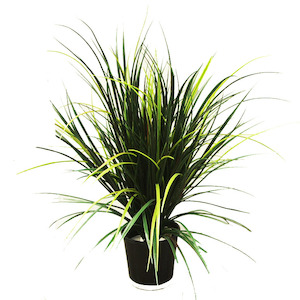 Plant, garden: Double Grass Bush 80cm Potted