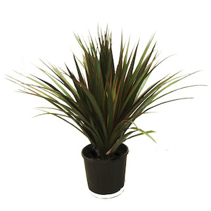 Plant, garden: Artificial Triple Yucca Plant 70cm Potted Uv Stabilised