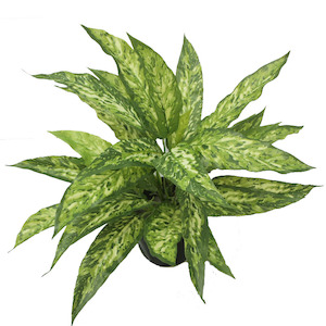 Aglaonema Bush 50cm (no Pot)