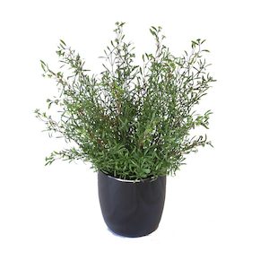 Plant, garden: Double Berry Grass Bush 50cm Complete With Fibreglass Pot