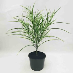 Grass Bush with Flowers 50cm Potted