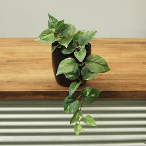 Pothos Vine In Fiberglass Pot