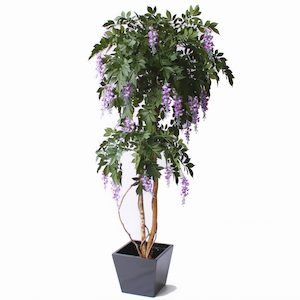 Plant, garden: Wisteria Tree 1.9m Lilac With Fibreglass Pot