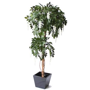 Plant, garden: Wisteria Tree 1.9m White With Fibreglass Pot