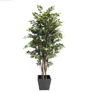 Mini Ficus Tree 220cm with Fibreglass Pot Black