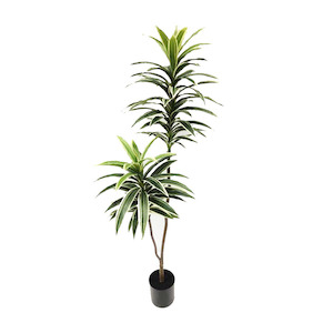 Variegatged Dracaena with Real Touch Leaves 1m